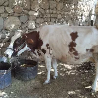 گاو 5 ماه آبستن