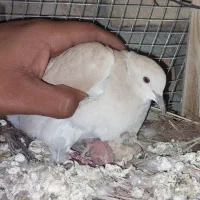 کبوتر خانگی زیبا