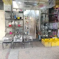 نیازمند فروشنده پرنده فروشی