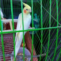 عروس هلندی|پرنده|آشخانه, |دیوار