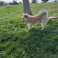 سگ پامر روباهی|سگ|خرمآباد, |دیوار