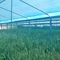 سازه گلخانه گالوانیزه جوشی کیفیت برتر|مصالح و تجهیزات ساختمان|سیاخ دارنگون, |دیوار