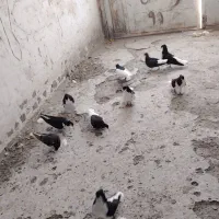 کبوتر یا کفتر ساده کاکلی عتیغه کاکل میخ و پا بلند