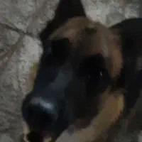 سگ ژرمن