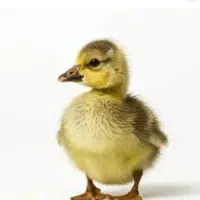 جوجه غاز