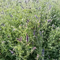 پونه|خوردنی و آشامیدنی|هرسین, |دیوار