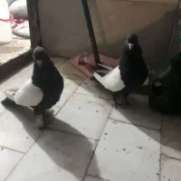 کفتر سینه سیاه