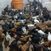 جوجه گلپایگانی ۲ ماهه سوا کن جدا کن کاکلی گردن لخت