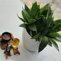 کار کردن در کافه