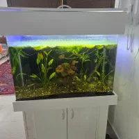 آکواریوم خم ۹۰ درجه کمدار پایه دار|ماهی|مشهد, فاطمیه|دیوار