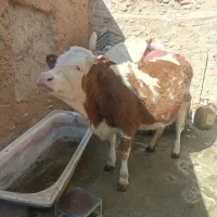 گوساله ماده|حیوانات مزرعه|مریوان, |دیوار