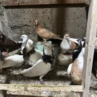 کفتر یا کبوتر رنگه