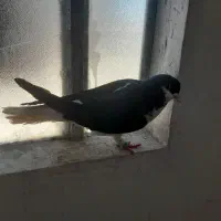 شیرازی نر
