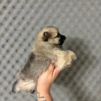 سگ پامرین خرسی و پودل|سگ|اصفهان, آهنگران|دیوار