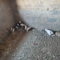 کفتر طوقی|پرنده|قائن, |دیوار