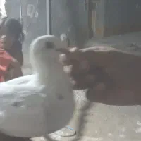 بفروش|پرنده|برازجان, |دیوار