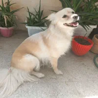 سگ اشپیتز پامر