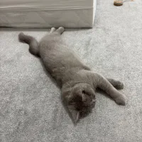 گربه بریتیش رنگ لیلاک|گربه|بندرعباس, |دیوار