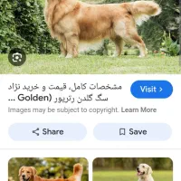 سگ پیدا کردم