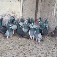 کفتر|پرنده|شیراز, دارالرحمه|دیوار