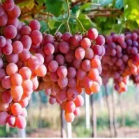 باغ-انگوری-1000-متر-کلستان