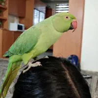 سلام یک عدد طوطی ملنگو دستی سخنگو ۲۰کلام