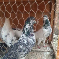 کبوتر پرشی ۲۰ عدد یجا