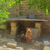 سگ پیتبول|سگ|فارسان, |دیوار