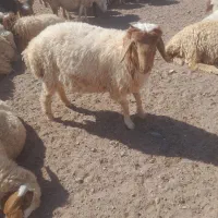 بره نر دورگ