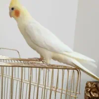 عروس هلندی نر