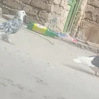 کفتر یا کبوتر