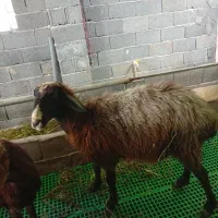 گوسفند ماده حامله