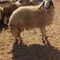 قوچ|حیوانات مزرعه|کرمانشاه, |دیوار