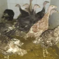 بوقلمون‌برنزوبوربون‌محلی|حیوانات مزرعه|ورامین, ورامین|دیوار