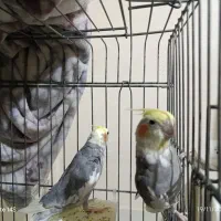 دو عدد نر توسینو برای جفتگیری