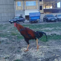 خروس لاری اصیل