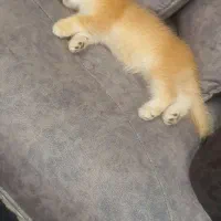 بریتیش .اسکاتیش|گربه|تهران, قیطریه|دیوار