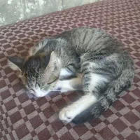 واگذاری گربه رایگان