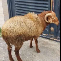 بره چاق برا کشتن بهترین  گوشت ارگانیک