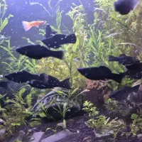 معاوضه ماهی