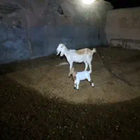 بز جوان|حیوانات مزرعه|باشتین, |دیوار