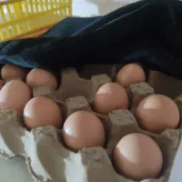 تخم مرندی نطفه دار