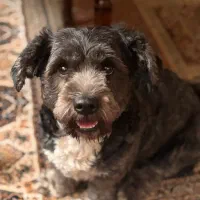 واگذاری سگ تریر ماده|سگ|تهران, افسریه شمالی|دیوار