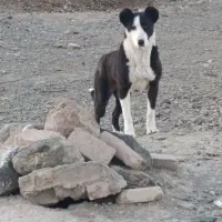 فروش توله سگ