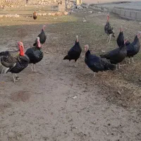 فروشی|حیوانات مزرعه|آبدانان, |دیوار