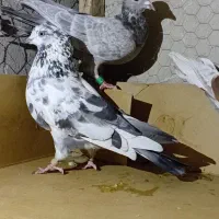 کبوتر