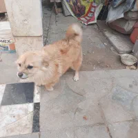 توله ۸ ماهه