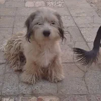 سگ پاپی نژاد پامر و شیتزو