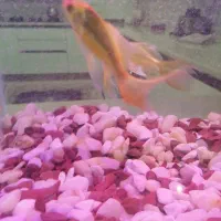 ماهی کوی باله بلند