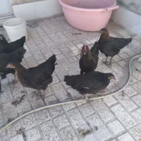 مرغ بالغ هفت عدد